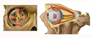 Анатомия глаз при диплопии
