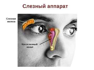 Носослезный аппарат человека