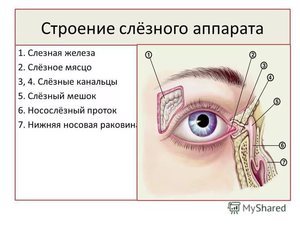 Анатомия носослезного аппарата человека