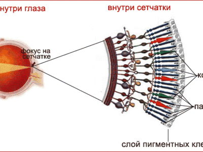 Фото рецепторы глаза