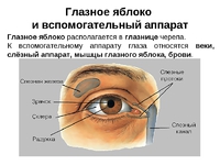 Вспомогательные функции органа зрения