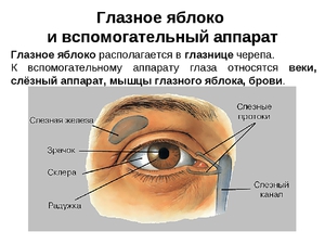 Вспомогательные функции органа зрения