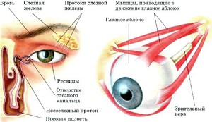 Как устроен глаз
