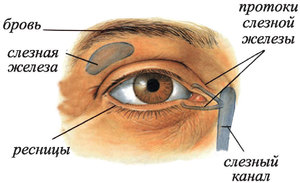 Вспомогательные аппараты глаза