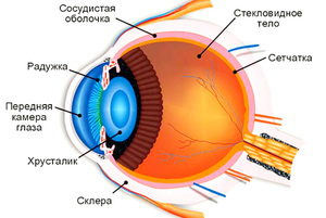 Строение глаза - анатомия человека