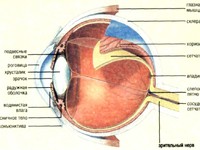 Сетчатка глаза и ее функции
