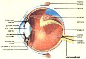 Сетчатка глаза и ее функции