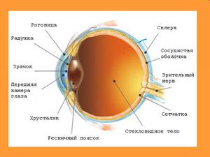 Анатомия глаза человека