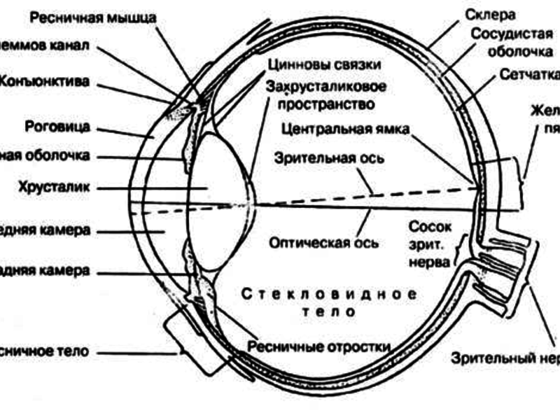 Схема строения глазного яблока