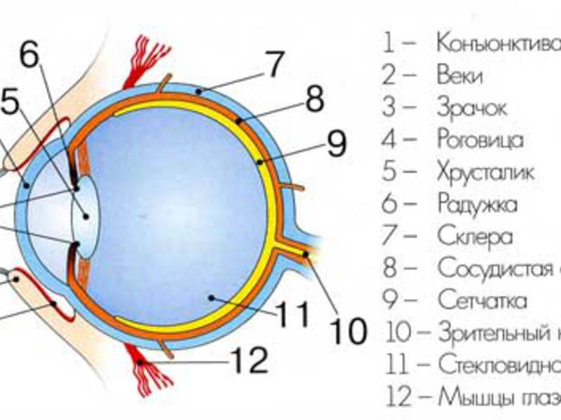 Как устроен человеческий глаз