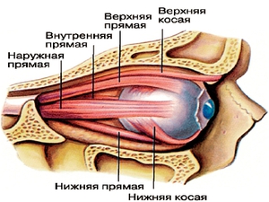 Виды  внутренних глазных мышц 
