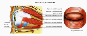 Внутренняя круговая мышца глаза